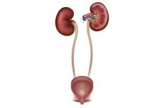 kidney-anatomy-uci-urology - Urologist - Orange County, CA