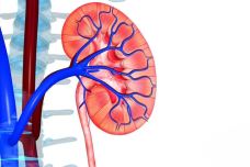 kidney-anatomy-uci-urology1 - Urologist - Orange County, CA