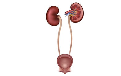 Learn more about Kidney Cancer