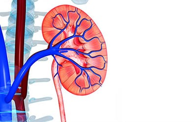 Learn more about Polycystic Kidney Disease