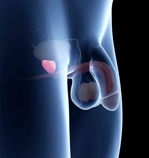 prostatectomy-anatomy