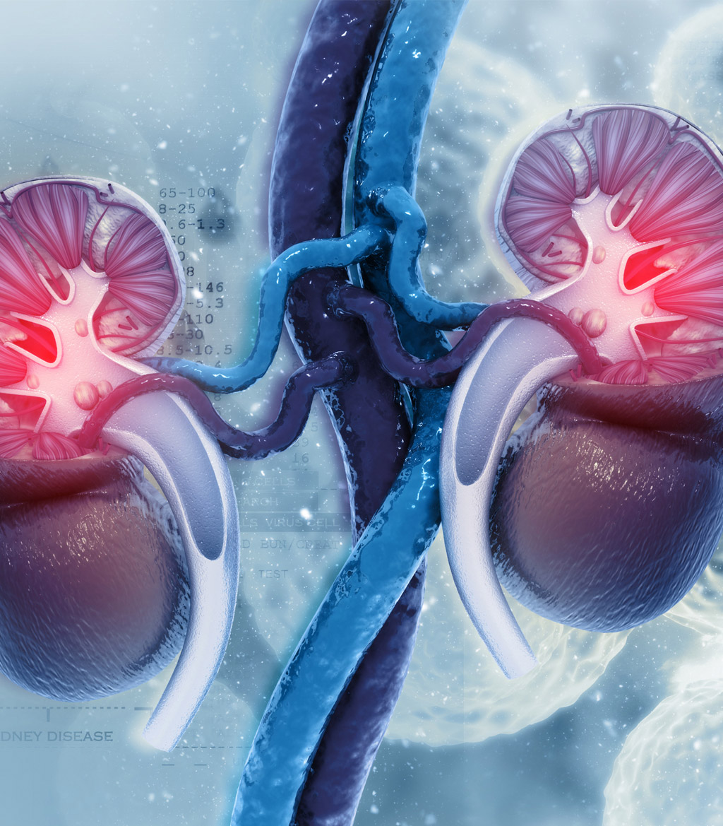 kidney-cross-section-best-urology-specialist-in-Orange-County