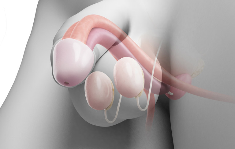 penis-anatomy
