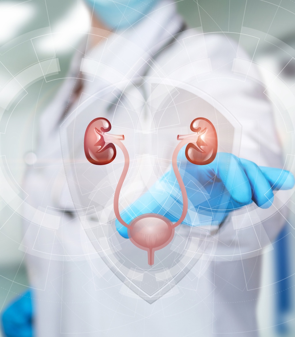 concept of urologic care with bladder and kidney model