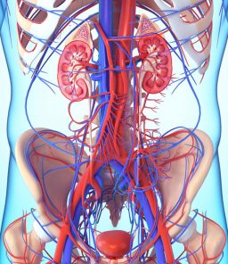 bladder-anatomy