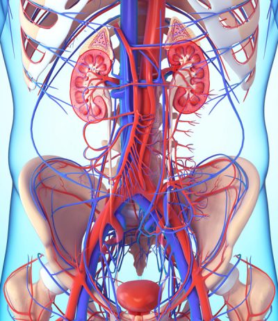 bladder-anatomy