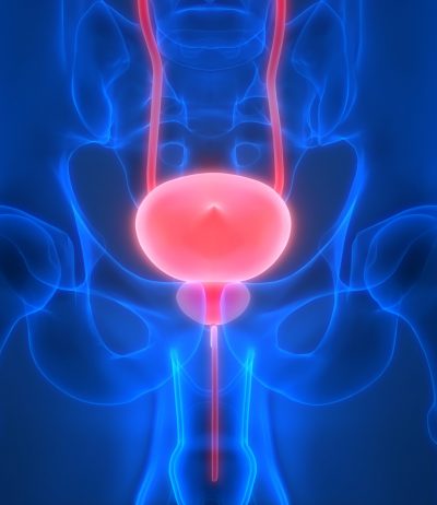 illustration of bladder anatomy