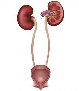 kidney-anatomy