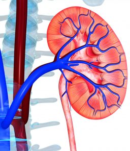 kidney-anatomy