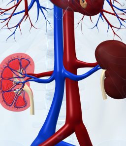 kidney-anatomy