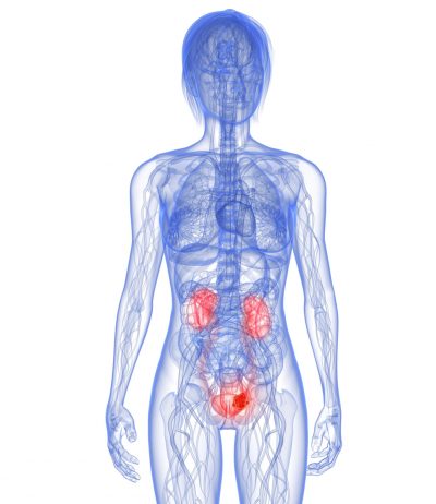 kidney-anatomy