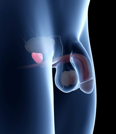 prostate-anatomy