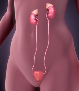 ureter-cancer-anatomy