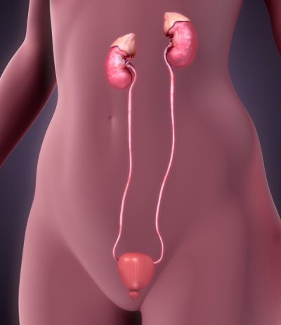 ureter-cancer-anatomy